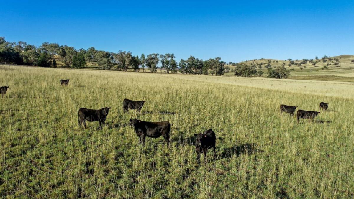 The well pastured country is described as having mainly red and chocolate basalt soils. Picture - supplied