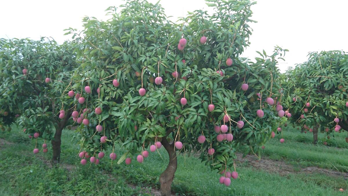 Blushing Acres holds Plant Breeder Rights for both the Calypso and Honey Gold varieties of mangoes.