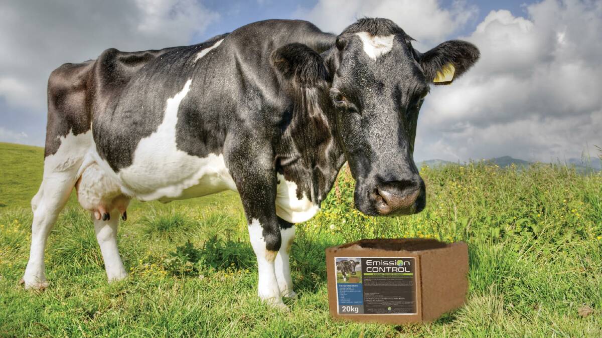 INDONESIA: Medicated molasses supplements are the focus of a new study to improve the productivity of dairy cows while actively reducing methane emissions.