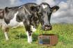 Research aims to improve dairy cow productivity, reduce methane emissions | Video