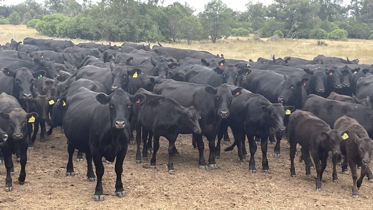 From just two cows in 2016 the Meron family's Wagyu operation has grown to be one of the best performers in Australia. 