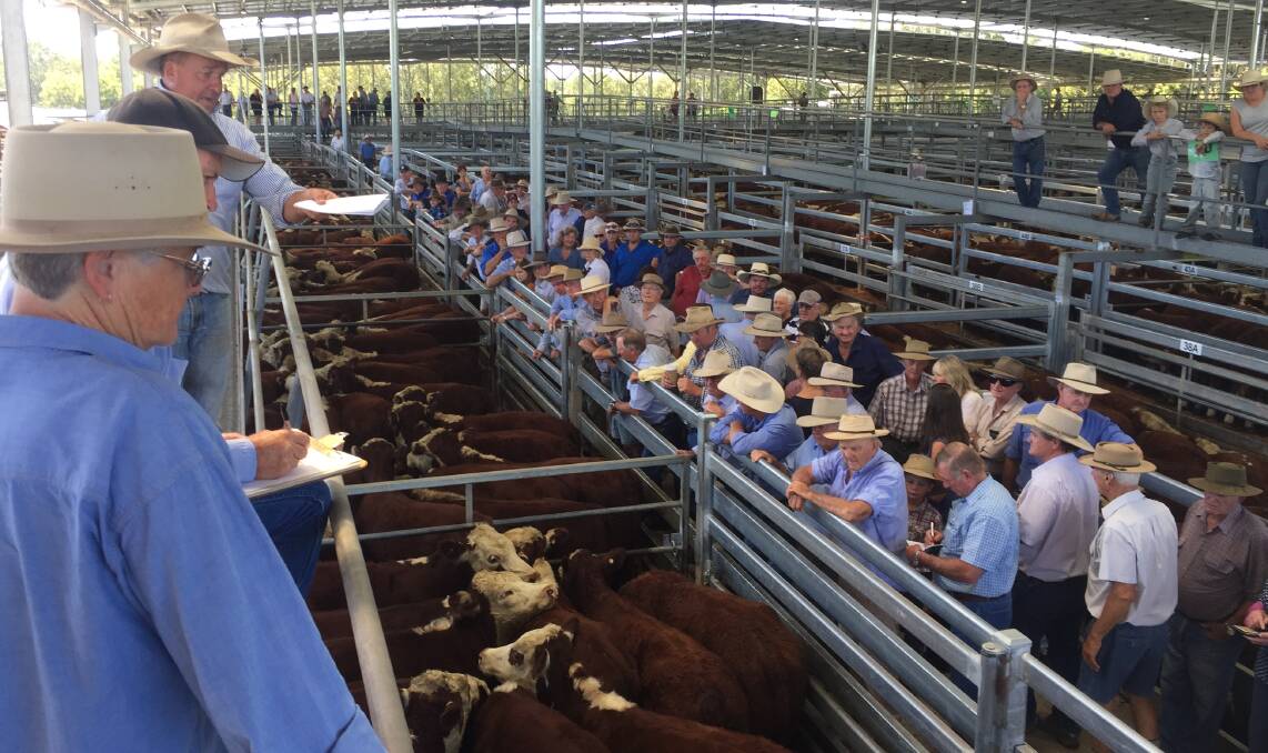 TOP QUALITY YARDING: Some 1800 Hereford, Angus, Angus-cross and Murray Grey cattle will be offered at George and Fuhrmann's Day One annual weaner sale at Casino on March 22.