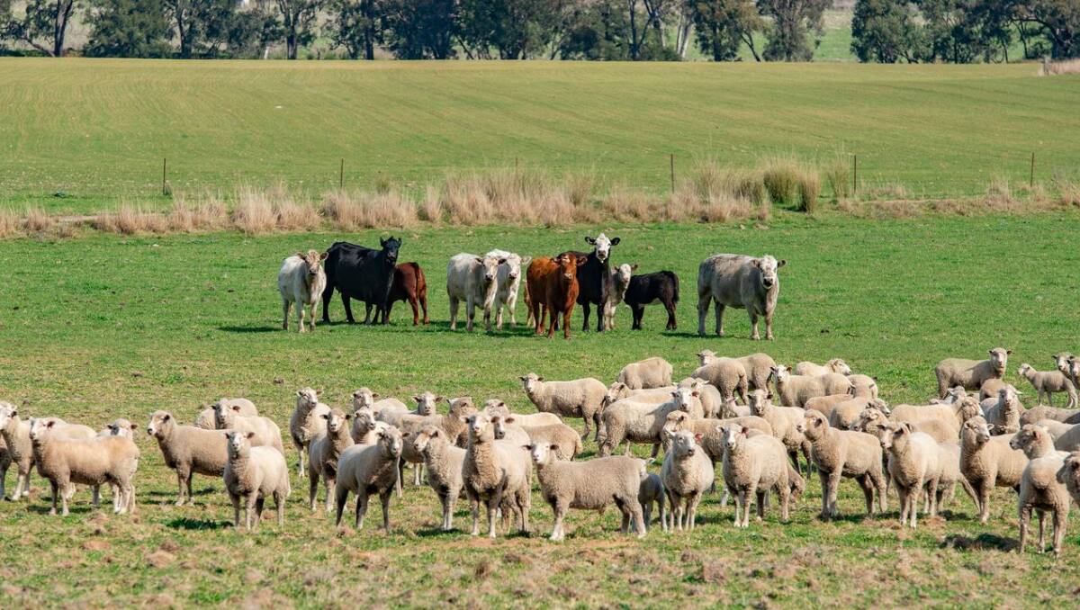 Avondale is conservatively estimated to carry 2000 dry sheep equivalents plus 160 breeding cows.