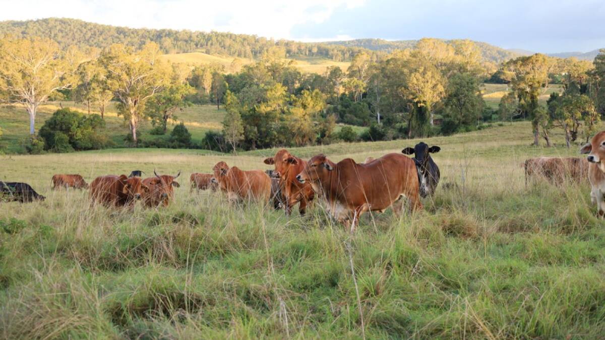 Scenic Clarence River cattle country up for grabs | Video