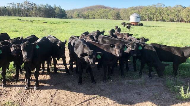 LESSON LEARNT: Weaning calves from as early as eight to 12 weeks during the drought proved a successful strategy for many producers. 