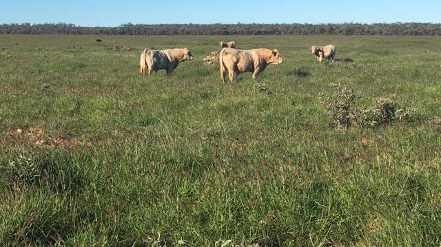 All of Lesdale is growing prolific stands of buffel grass.