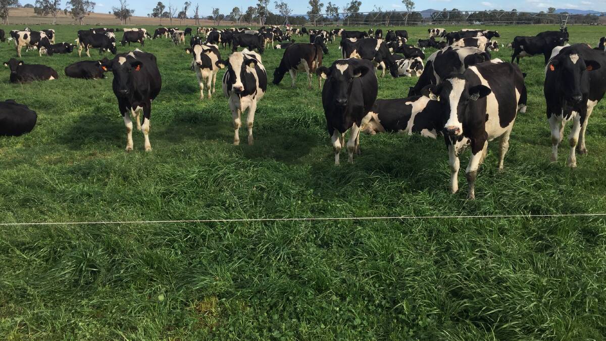 INDUSTRY LEADER: The Roderick family is milking up to 350 cows, trialing milking three times a day over the spring period. 