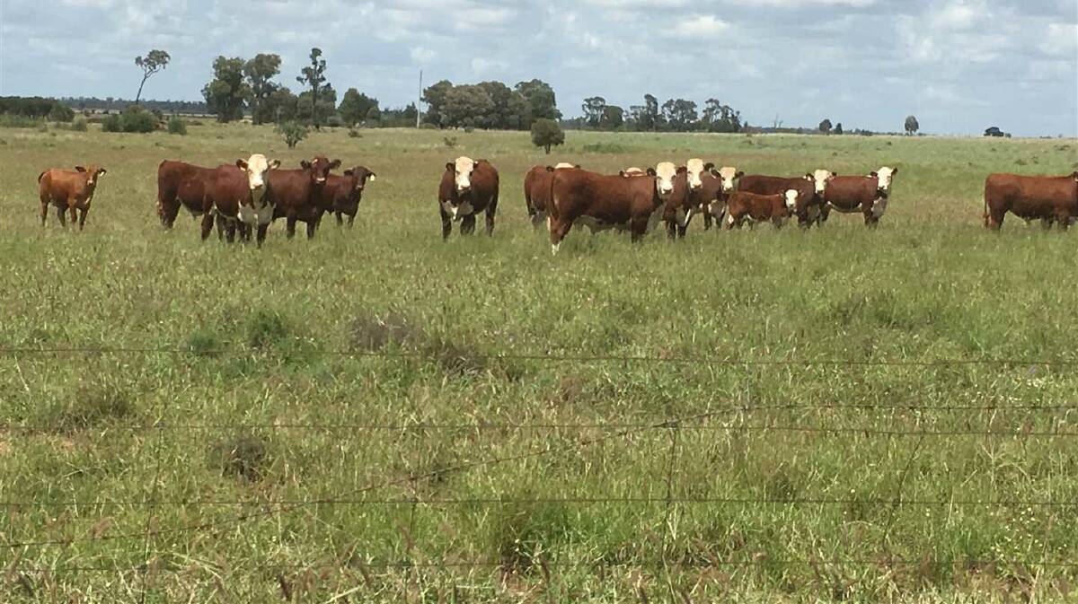 GLENMORGAN: Paloma will be auctioned by Landmark Harcourts on February 22. 