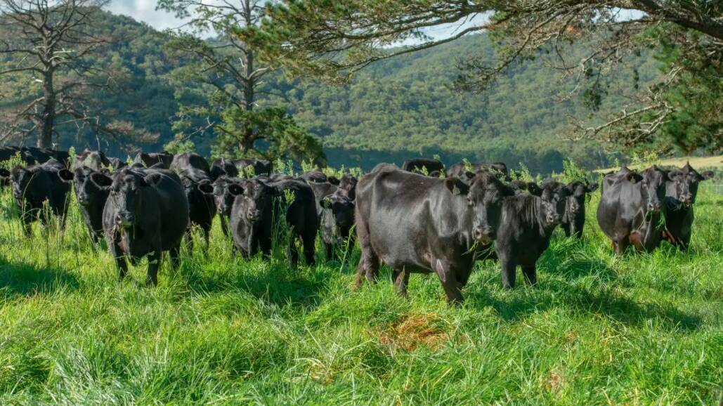 The buyer will have the first offer on the quality Knockdon Park cattle herd.