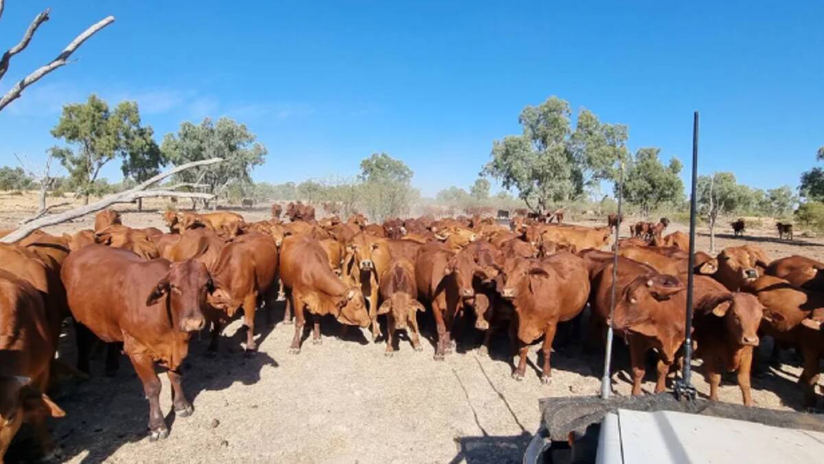 Bannockburn and Tancred has an excellent reputation for producing top quality Droughtmaster and Charolais-cross cattle. Picture supplied