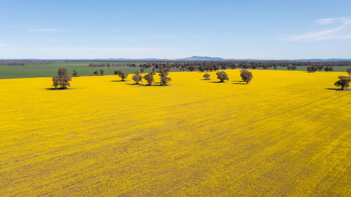 Noorongong is a highly productive 835 hectare grain and livestock property located close to GrainCorp's Red Bend depot. Picture supplied