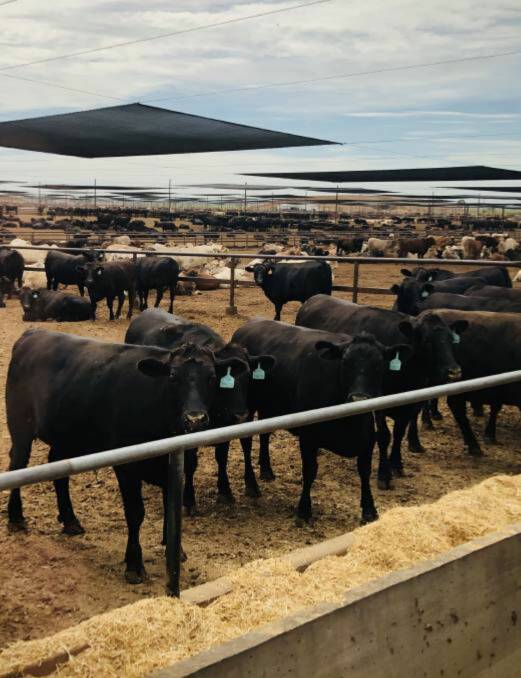 Researchers say they could be on a path to developing new strategies to prevent pneumonia in feedlot cattle.