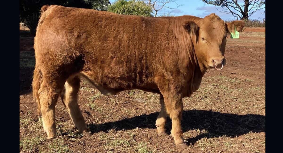 EKKA WINNER: An outstanding home bred Limousin led steer from Jen-Daview Limousins, Kingaroy, has produced the champion led steer carcase of the 2020 Royal Queensland Show.