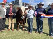 Grand champion Simmental bull with Bandeeka Ratbag with judge Martin Lill, Andrew Maera, Elders, exhibitors Martin Rowlands and Stephen Lean and sponsor Bec Skeen, Meldon Park Simmentals, Cecil Plains. 