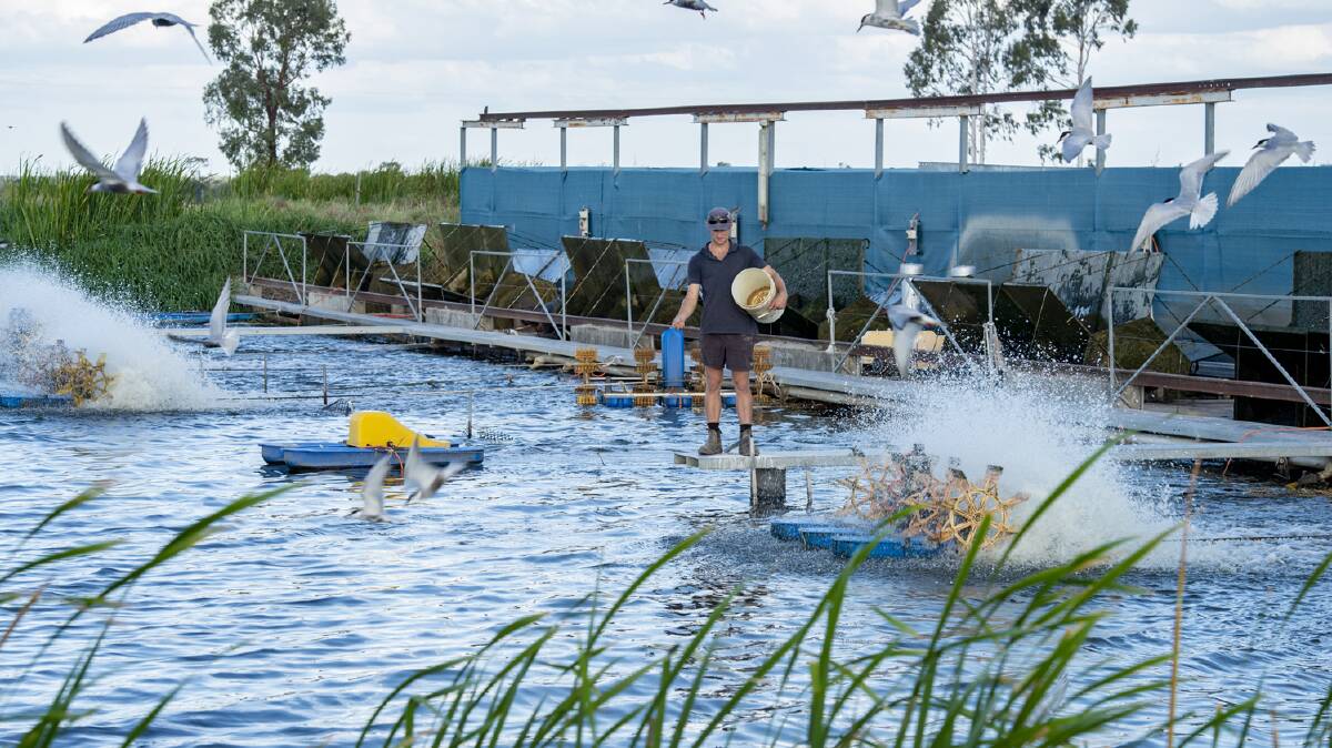 CONDAMINE: Condabilla Fish at Condamine has sold prior to auction, which was scheduled for Friday.