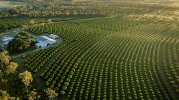 A premium orchard that provides Coles and Woollies with with 90 percent of its fruit has hit the market. Picture supplied
