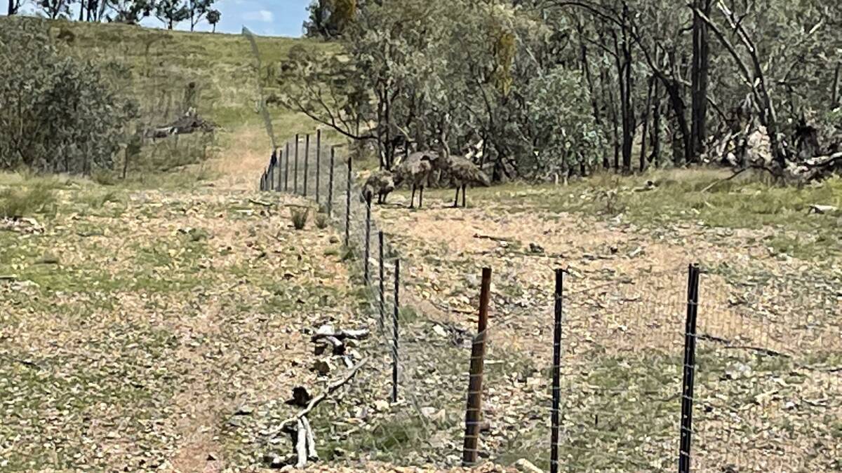 EFFECTIVE BARRIER: 1200mm high exclusion style fencing, about 50mm off the ground, has been used to contain the goats (and sometimes emus).