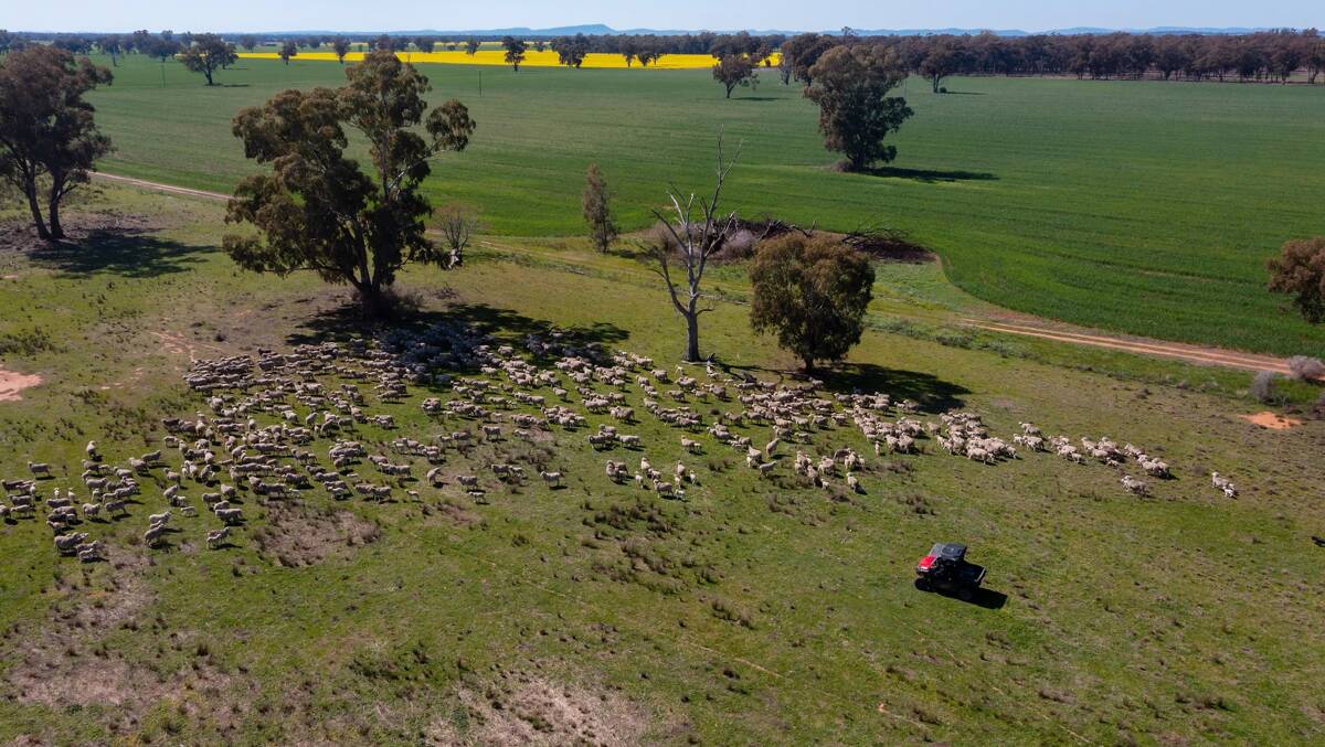 The property is currently running about 500 Merino ewes and lambs and has about 480 hectares of wheat and 186ha of canola. Picture supplied