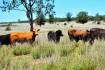 Condamine country: Lonesome heads to auction