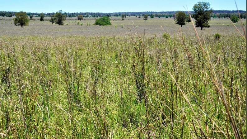 About 1082 hectares has been blade ploughed or cutter barred as now hosts established improved pastures.