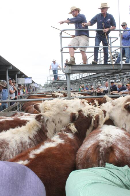 Prices rebounded to the higher levels of January markets at Ballarat grown and weaner steer sale on Friday 