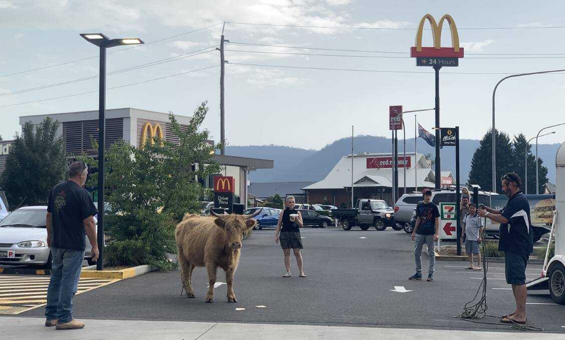 ON THE LOOSE: An escaped cow was seen running through the carpark of Lithgow McDonald's and between cars on the Great Western Highway. Photo: NADINE MORTON